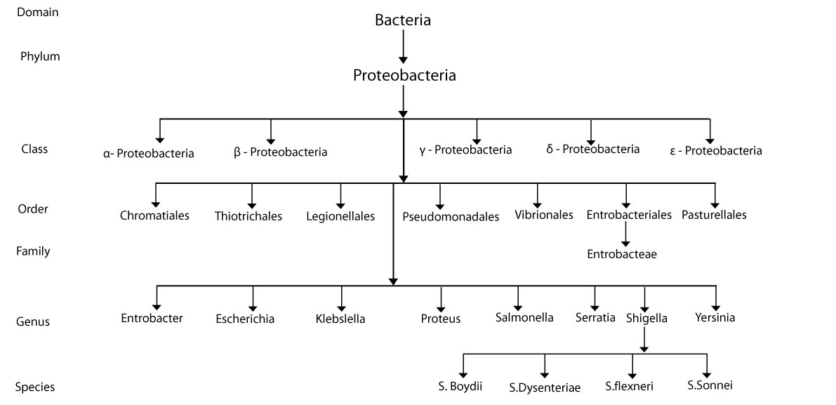 Taxonomía microbiana