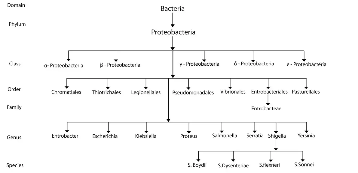 Clasificación general y caracterización de microorganismos Taxonomía microbiana