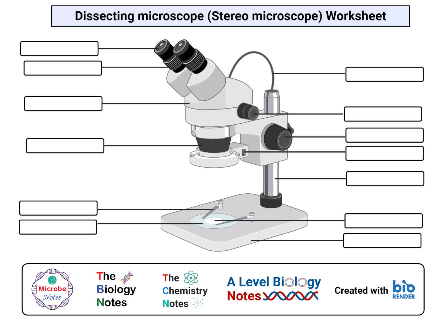 Hoja de trabajo del microscopio de disección (microscopio estereoscópico).