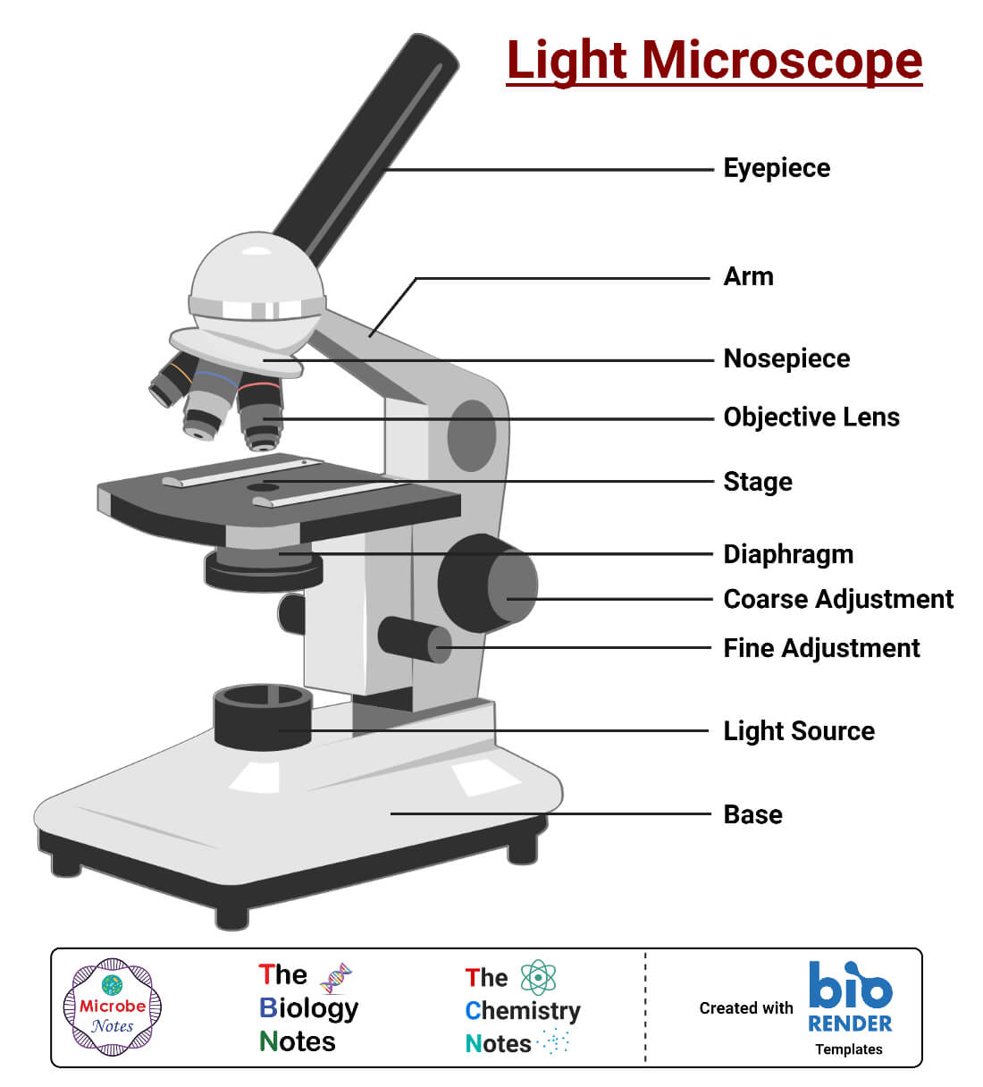 Diagrama etiquetado bajo el microscopio óptico