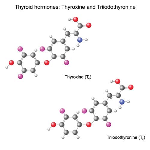 Hormonas-ejemplo-de-grandes-estructuras-biomoleculares