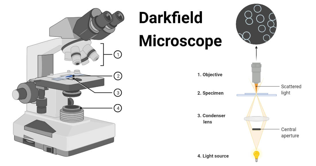 Microscopio de campo oscuro