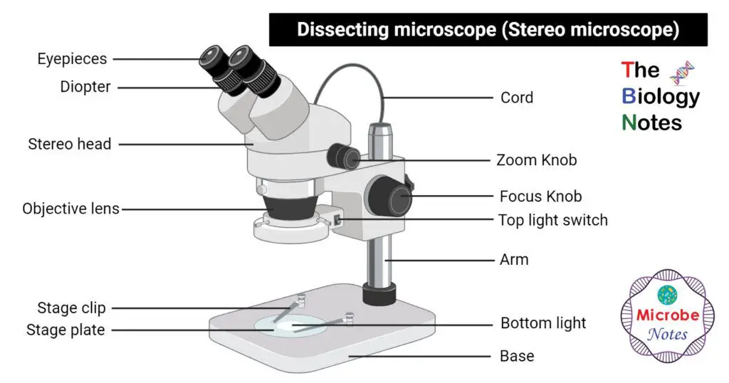 Microscopio de disección etiquetado (microscopio estéreo o estereoscópico)