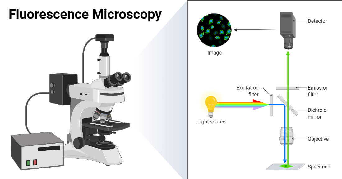 Microscopio fluorescente