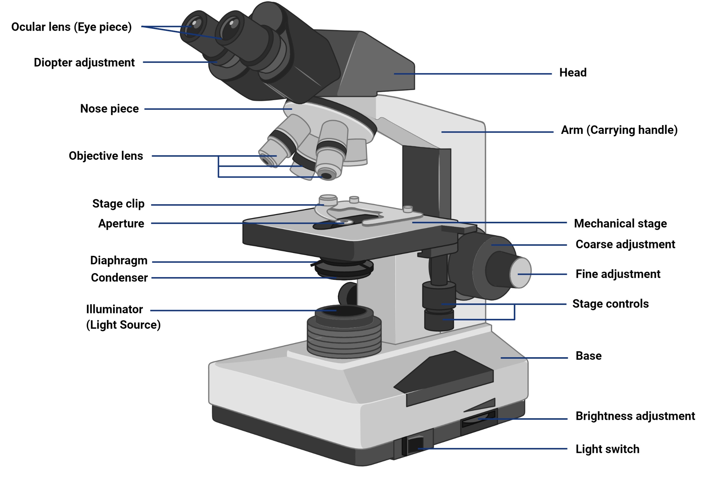 Microscopio de campo claro (microscopio de luz compuesta)