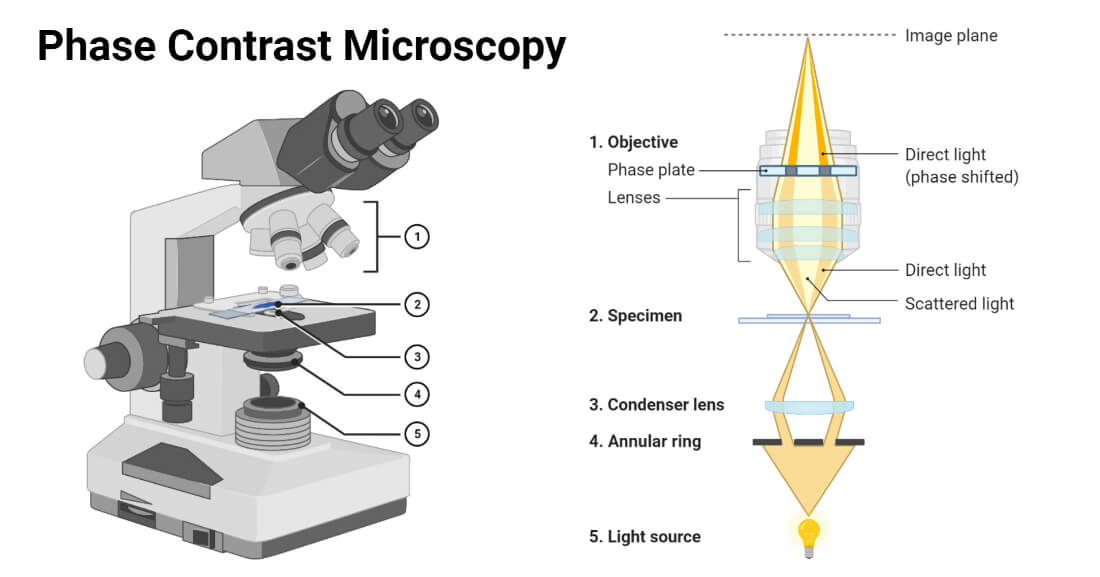 Contraste microscopico