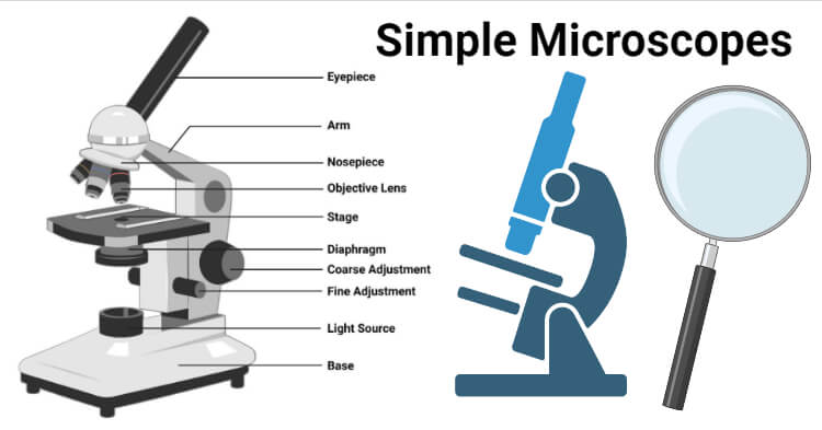 microscopio sencillo