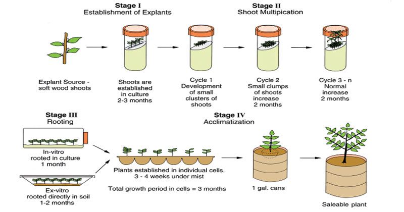 Etapas de la micropropagación