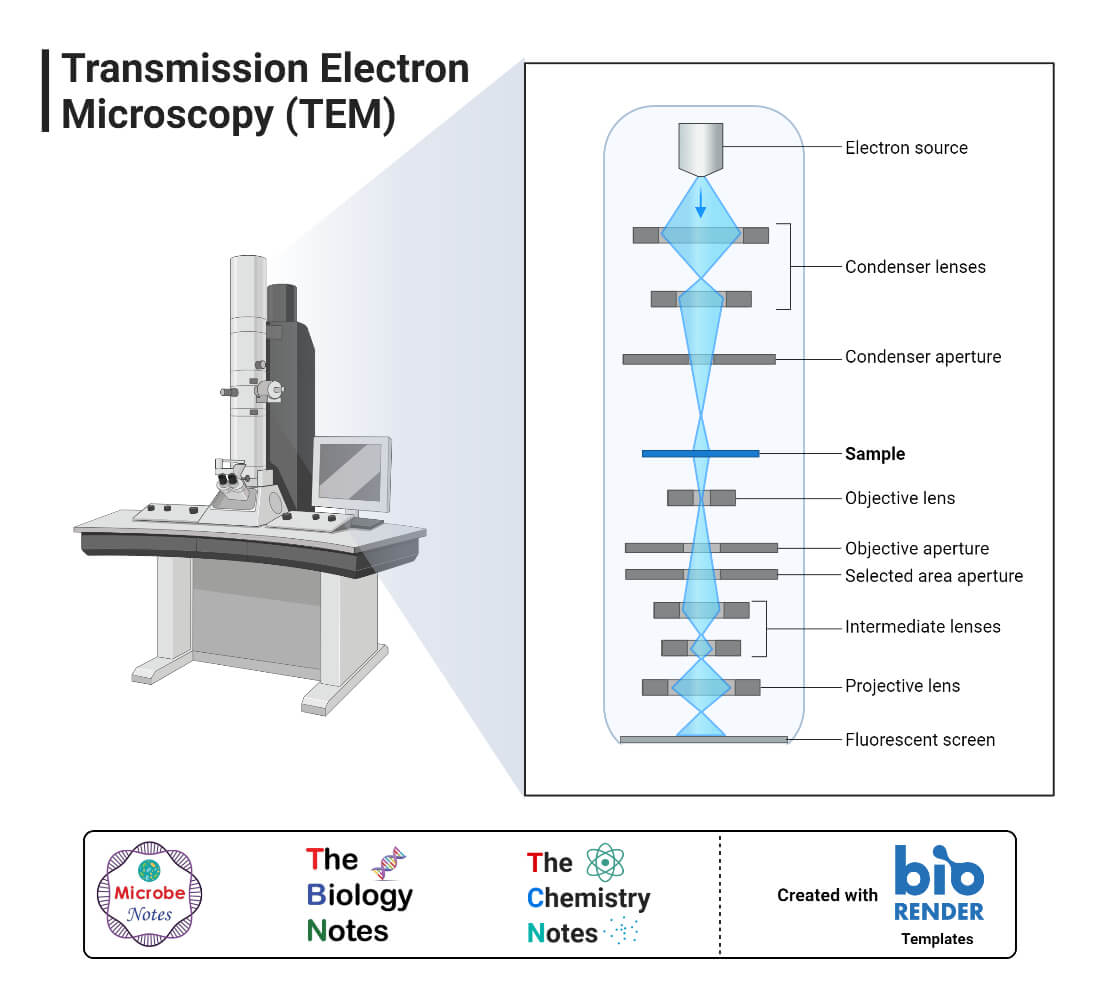 Microscopio electrónico de transmisión (TEM)