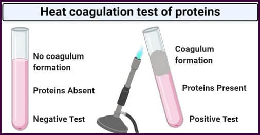 Una imagen de comparación de dos tubos de ensayo con un tubo de ensayo probado negativo para el calor y un tubo de ensayo probado positivo para el ácido acético.