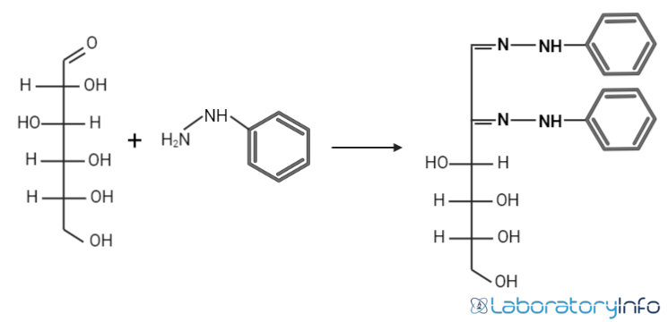 Una reacción típica que muestra la formación de una osazona D la glucosa reacciona con fenilhidrazina para dar glucosazona.El mismo producto se obtiene a partir de fructosa y manosa.