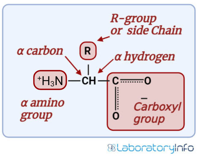 Clasificación de aminoácidos
