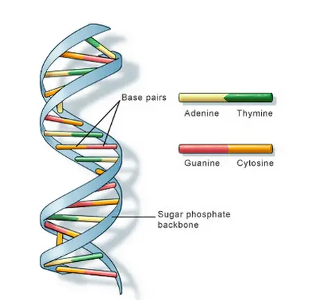 El ADN es una estructura de doble hélice formada por un par de bases que está unido a la cadena principal de azúcar-fosfato