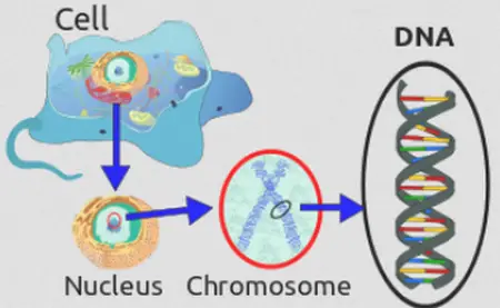 El ADN se encuentra dentro del núcleo de la célula y está envuelto en un cromosoma