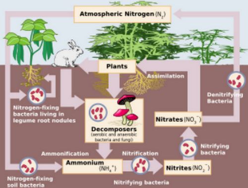 La fijación de nitrógeno es la primera fase del ciclo del nitrógeno