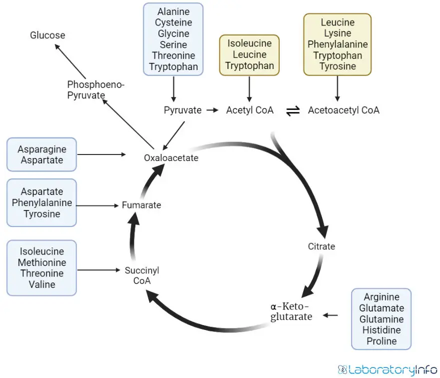 Papel de los aminoácidos en las vías metabólicas imagen de diagrama circular