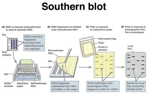 Procedimiento de transferencia Southern como se muestra en la imagen