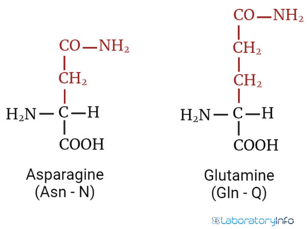 Estructura de la Asparagina y la glutamina imagen