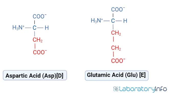 Estructura del ácido aspártico y el ácido glutámico imágenes imagen