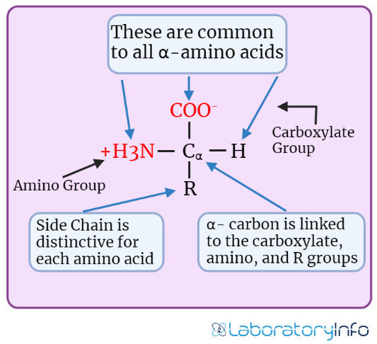Estructura de los aminoácidos en una imagen fisiológica a pH 7,4