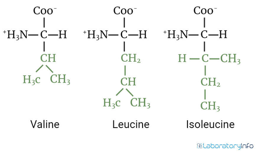Estructura de los aminoácidos de cadena ramificada imagen