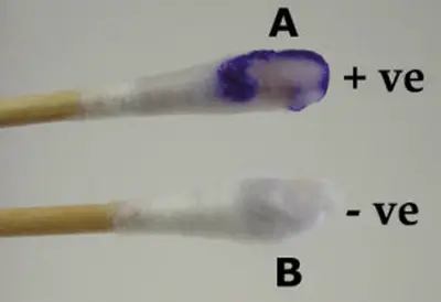 Método de hisopos prueba de oxidasa