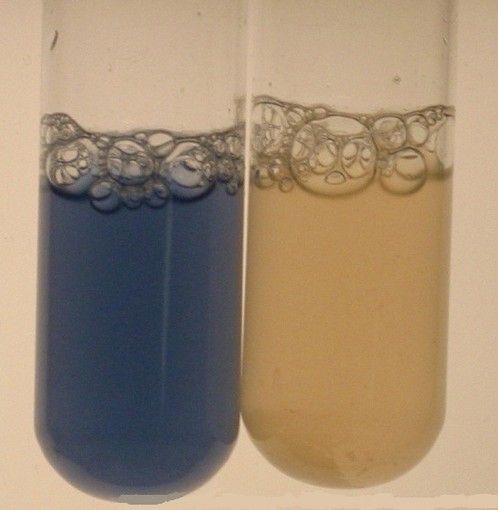 Método de tubo de ensayo ensayo de oxidasa