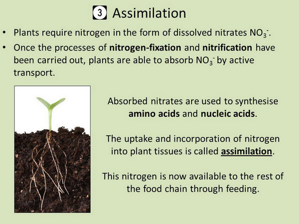 proceso de asimilación que es la tercera fase del ciclo del nitrógeno