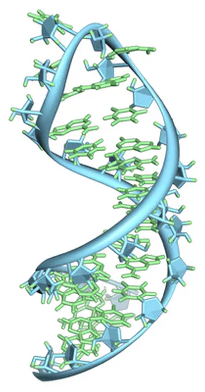 una mirada más de cerca a la estructura del ARN