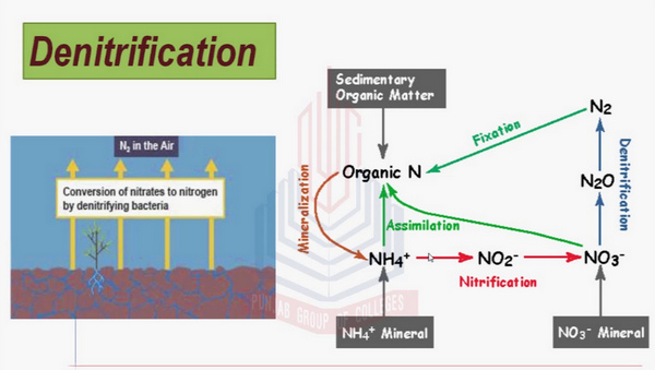proceso de desnitrificación, que es el paso final en el ciclo del nitrógeno