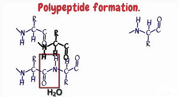 el diagrama muestra cómo se forma un polipéptido