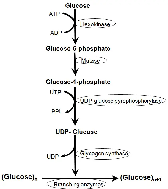 la imagen y el diagrama contienen la ruta de la glucogénesis, que incluye un total de seis pasos