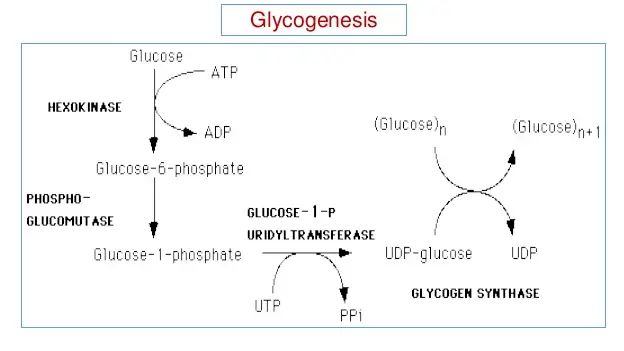 la imagen explica el proceso de síntesis de glucógeno