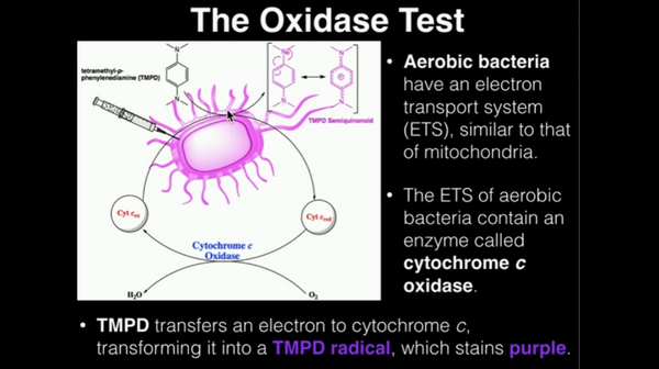 la imagen muestra un conjunto de bacterias aeróbicas para la prueba de oxidasa