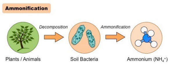 la imagen muestra cómo se produce la amonificación