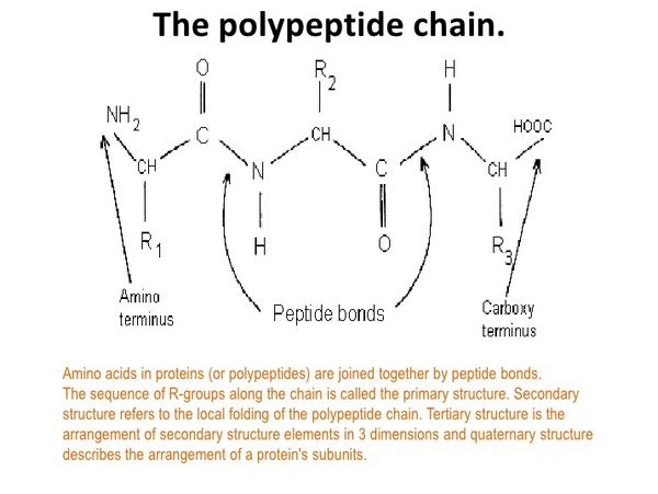 la imagen muestra las cadenas polipeptídicas
