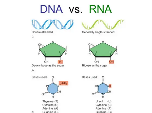 diferencias clave entre ADN y ARN