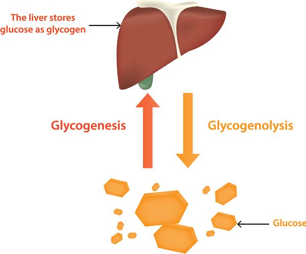 el hígado sirve como instalación de almacenamiento de glucosa en forma de glucógeno