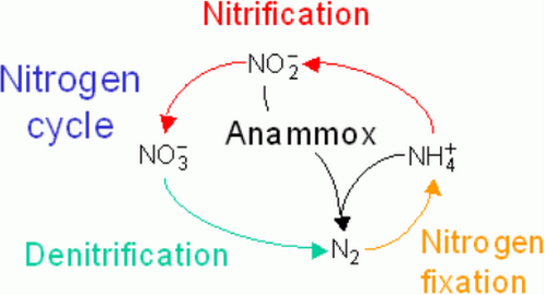 proceso de nitrificación del ciclo del nitrógeno
