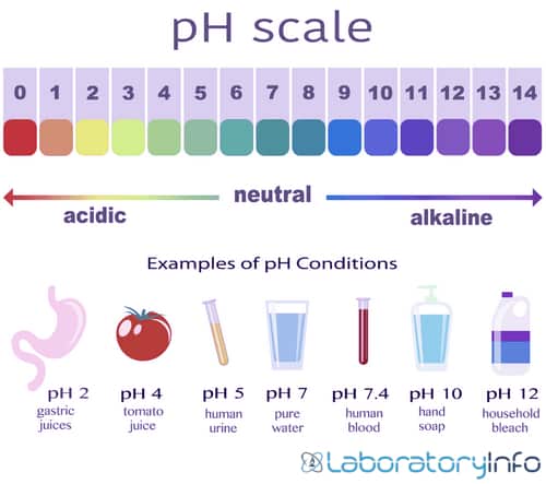 Escala de pH que muestra el pH óptimo de diferentes sustancias. images