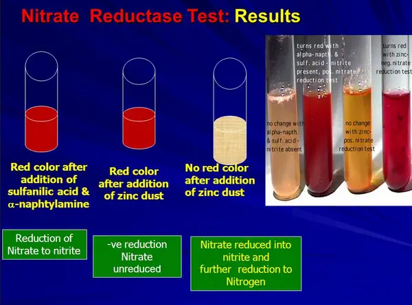 resultado del ensayo de reducción de nitratos