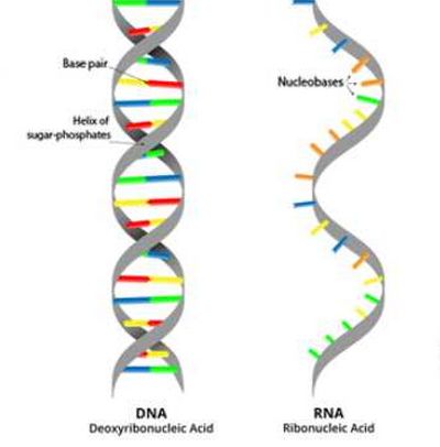 diferencia estructural entre ADN y ARN