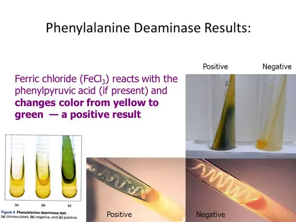 el tubo de ensayo de la prueba de fenilalanina desaminasa negativa permanece del mismo color, mientras que el que resultó positivo tiene una decoloración verde