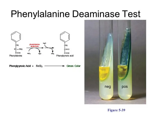 el tubo de ensayo de la prueba de fenilalanina desaminasa negativa permanece del mismo color, mientras que el que resultó positivo tiene una decoloración verde